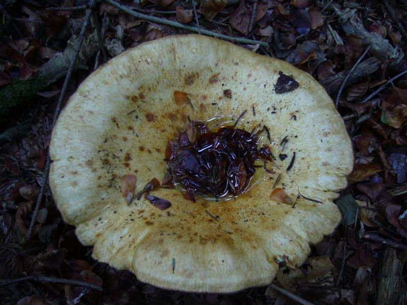 Lactarius vellereus?